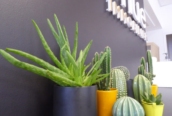 MyPapyrus - 42e Avenue