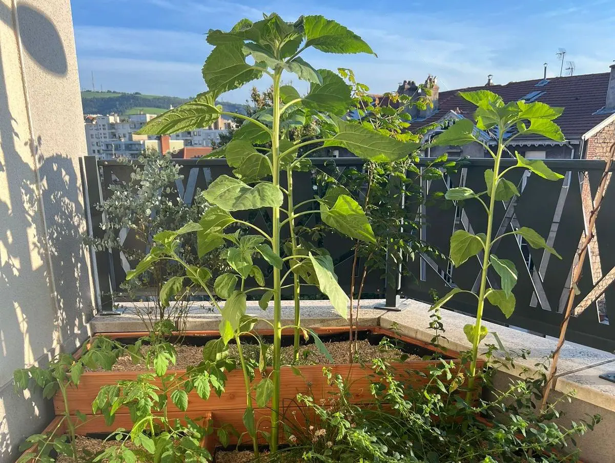 Aménagement de terrasses, été 2024